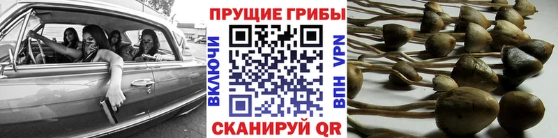Псилоцибиновые грибы мицелий  Купить  Райчихинск 
